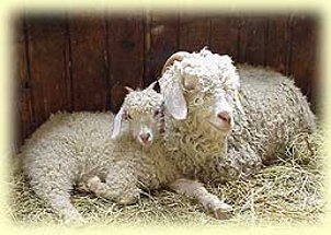 Mohair Magic Design